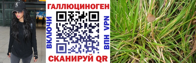 Купить  Невьянск  Галлюциногенные грибы Psilocybine cubensis 